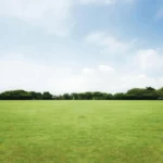 Champs d'herbe avec un ciel degagé