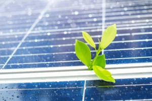 Plante qui pousse entre 2 panneau photovoltaïque